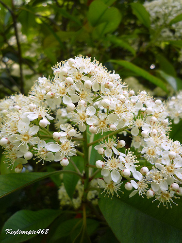 Photinia Serrulata